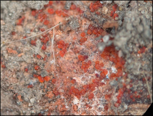 Field sample with red perithecia (sexual structures) of red crown rot on soybean crown.