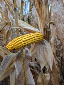 Corn ear at R6 "black layer" with tar spot visible on leaves