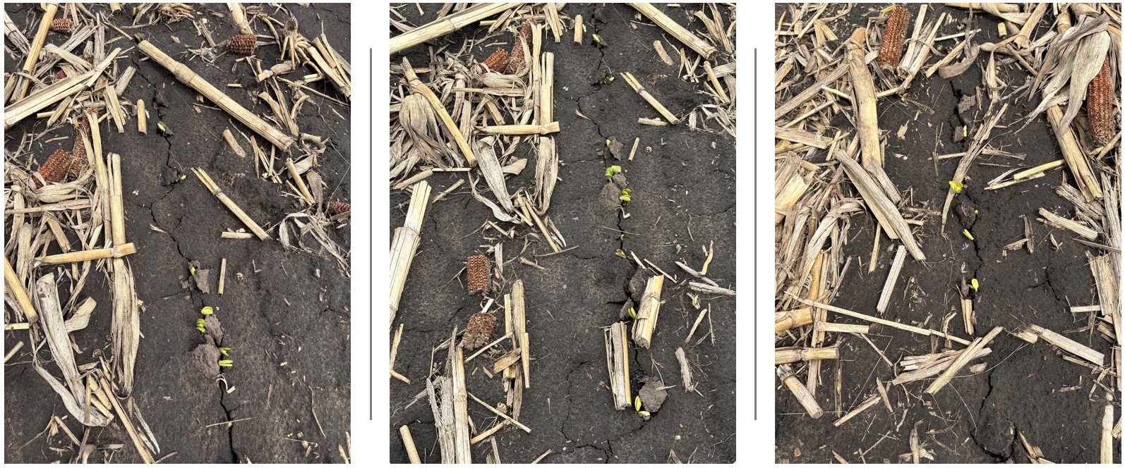 Pictures showing soybean emergence
