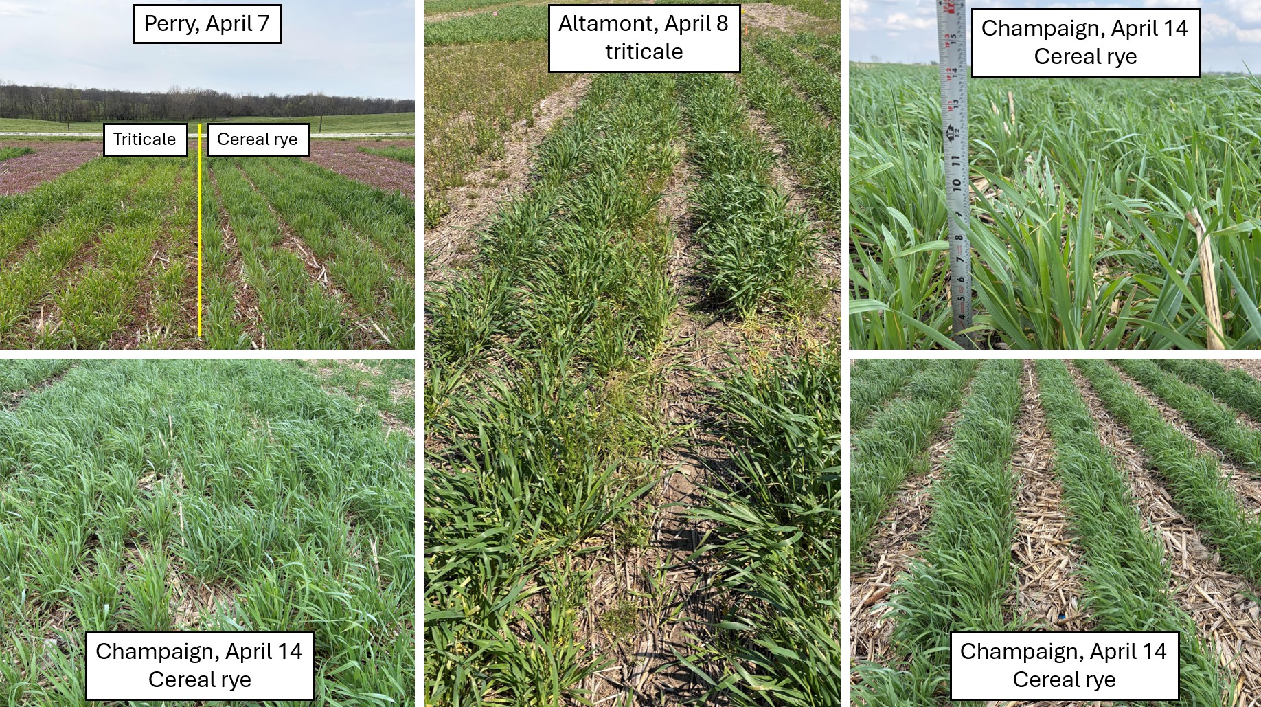 Pictures of cover crop stands at different fields in Illinois