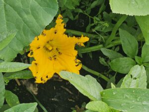 Many yellow and black beetles feeding on a pumpkin blossom among weeds and some corn foliage.