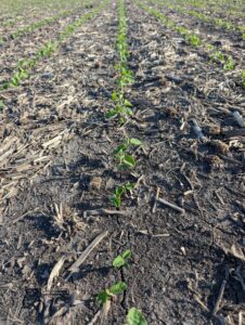 Soybeans at VC stage in field with crop residue. Soybean plants show some tattering on lower leaves due to high winds and heavy rains from recent storms