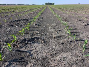 Corn seedlings at V2-V3 growth stage in a tilled field