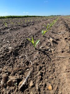 Corn at V1 stage emerging in rows in a tilled field