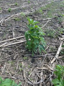 Giant ragweed growing among crop residue