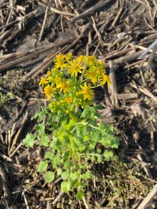 Butterweed with yellow flowers in a crop residue-covered field