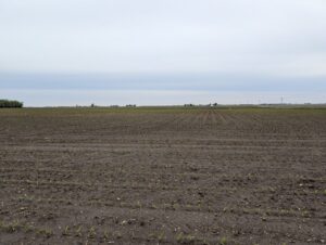 Landscape view of corn field with saturated soils and corn plants at the V2 growth stage