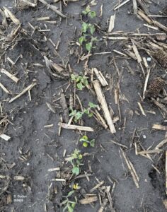  Row of soybean plants at unifoliate growth stage in saturated soils with corn residue visible