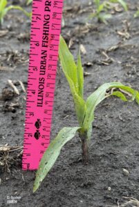 Corn plant at V3 growth stage in saturated soils next to a yard stick showing a plant height of about six inches