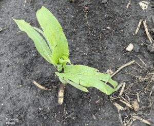 Corn seedling with tattered leaves, damaged by high winds and storms