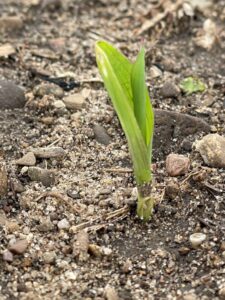 Corn seedling emerging at VE stage through mildly wet, granular soil