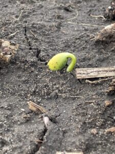 Emerging soybean plant in mildly wet soils