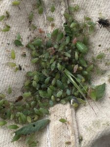 Insects collected from alfalfa using sweep net, including alfalfa weevil larvae, aphids, and bean leaf beetles