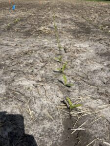 Field with corn seedlings showing pale green color