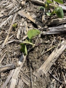 Closeup of emerged soybean seedlings with leaf damage from heavy storms
