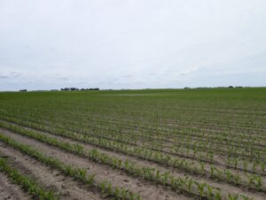 Corn field at V5 growth stage in a tilled field with low lying area of the field in the background showing reduced crop stand