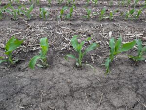 Corn plants at V4-V5 growth stage in a tilled field with crop residue showing some mild interveinal chlorosis