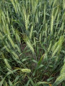 Wheat plants in a field with heads showing extruded anthers 