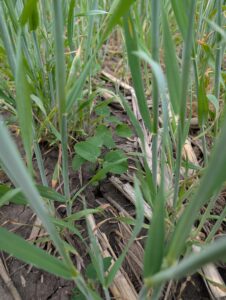 Soybean plants at VC growth stage growing among green cereal rye plants in a no-till field with previous crop residue visible