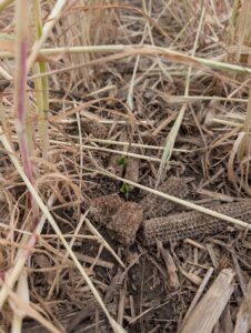Soybeans at VE growth stage growing among cereal rye plants that are nearly dead, presumably from an herbicide application