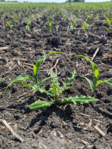 Thistle in foreground with corn plants at V2 growth stage in the background