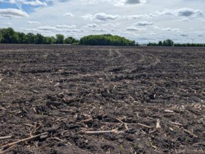 Corn seedlings at VE stage emerging across a tilled field with residue.