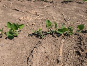 Soybean plants varying in early growth stage due to uneven emergence