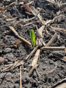 Single corn seedling at VE stage with shoot emerging from dry soil.