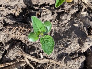 Soybean seedling at VC stage with cotyledons visible in dry soil.