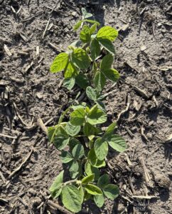 Soybean plant at V3 stage with three trifoliates in dry soil with residue.