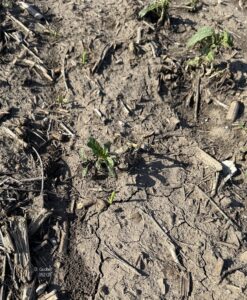 Waterhemp plants emerging through crusted soil with limited crop emergence.