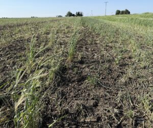 Tall cereal rye stands in a tilled field, showing difficulty with control after anthesis.