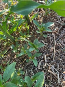 Seedling waterhemp plants growing among corn plants in a field with visible residue from the previous crop.