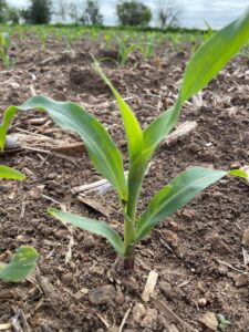 Young corn plant at V3 stage with three fully emerged leaves in a tilled field with plant residue.