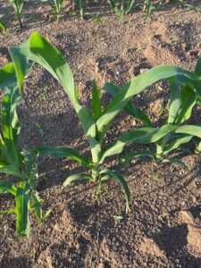 Corn plants at the V5 growth stage 