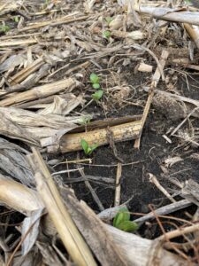 Soybean seedlings at VE stage emerging among residue in a no-till field.