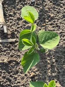 Soybean seedlings with first trifoliate leaves starting to unfurl in a no-till field