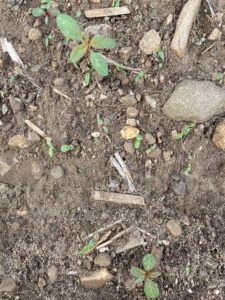 Small water hemp seedlings emerging in bare, rocky soil with scattered residue.