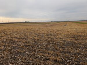 Terminated cereal rye cover crop in a field with corn residue and soybeans planted but not yet emerged.