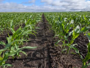 Corn field with plants having about six fully-emerged leaves (V6) and saturated soils at field capacity. Side dress nitrogen tracks are visible between rows.