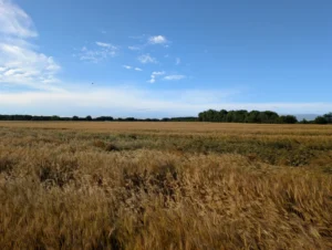 Wheat field with plants nearing maturity and some plants falling over (lodging) following strong storms.