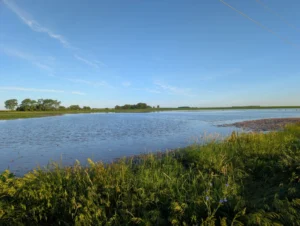 Several inches of standing water across parts of two soybean fields following heavy rains
