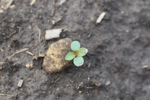 Asian copperleaf seedling emerging from dark, moist soil showing two rounded cotyledons and the first pair of small green true leaves.