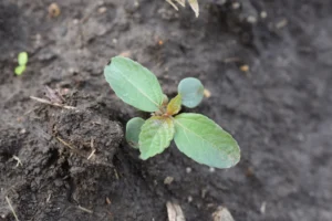 Vegetative-stage Asian copperleaf plant in a field setting, displaying several larger green leaves with visible veins and serrated margins arranged around the central stem.