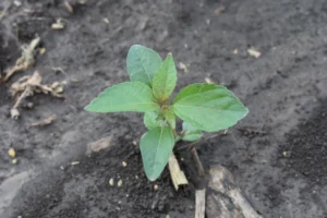 Young Asian copperleaf plant growing in bare soil, with two oval cotyledons and a mix of emerging and fully expanded elongated true leaves with slightly toothed edges.