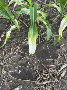 Corn leaves in a field showing white and yellow bleaching on leaf tips