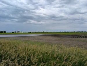 Standing water in corn field in the foreground with multiple areas of saturated soils and stunted crop in the background