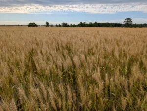 Wheat field with seed heads losing green color as grain fills and plants begin to senesce 
