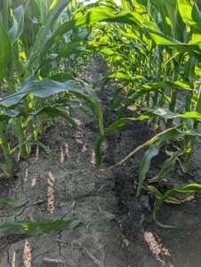 Lower canopy of corn field approaching V10 growth stage showing near canopy closure and resulting light interception