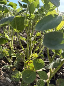 Soybean plant with unopened flowers